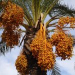 Qatari dates production