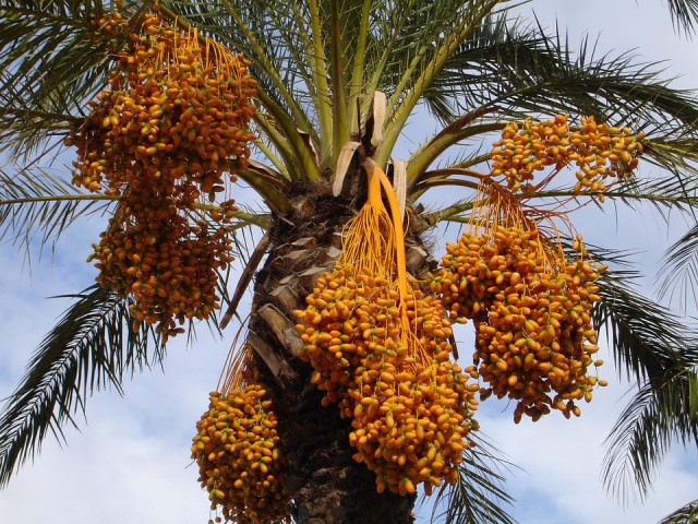 Qatari dates production